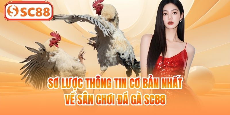 Sơ lược thông tin cơ bản nhất về sân chơi đá gà SC88